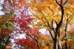 晩秋の唐沢山♪８