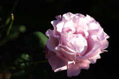 真冬の薔薇♪1