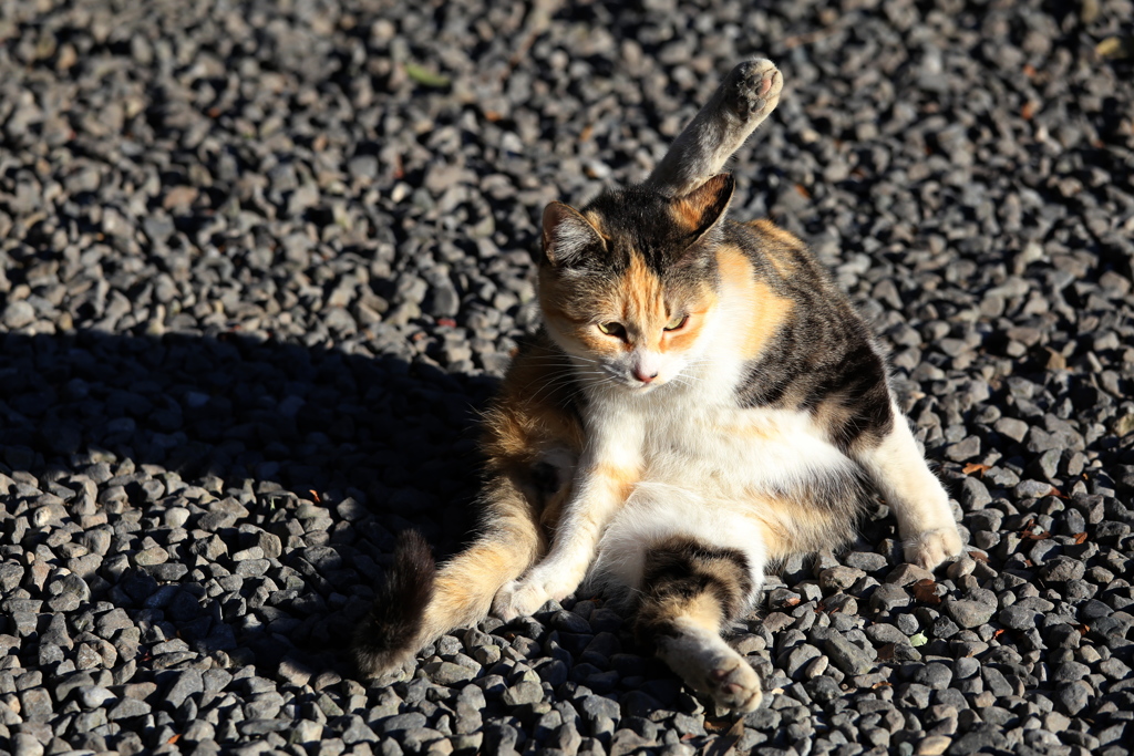 唐沢山の猫さん♪８