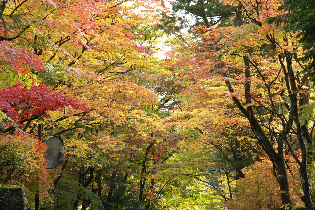 日光・紅葉の頃♪31