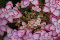 紫陽花2021♪5