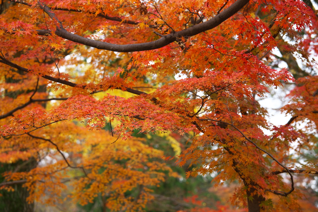 鑁阿寺・紅葉の頃♪14