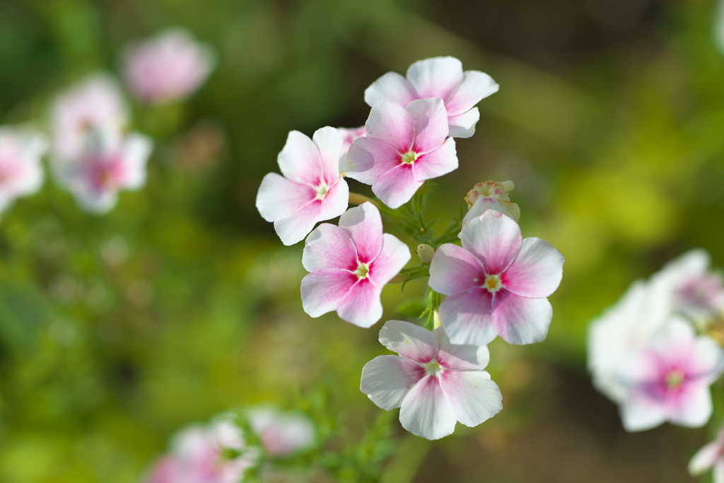 フラワーパークの夏♪4