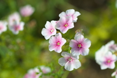 フラワーパークの夏♪4