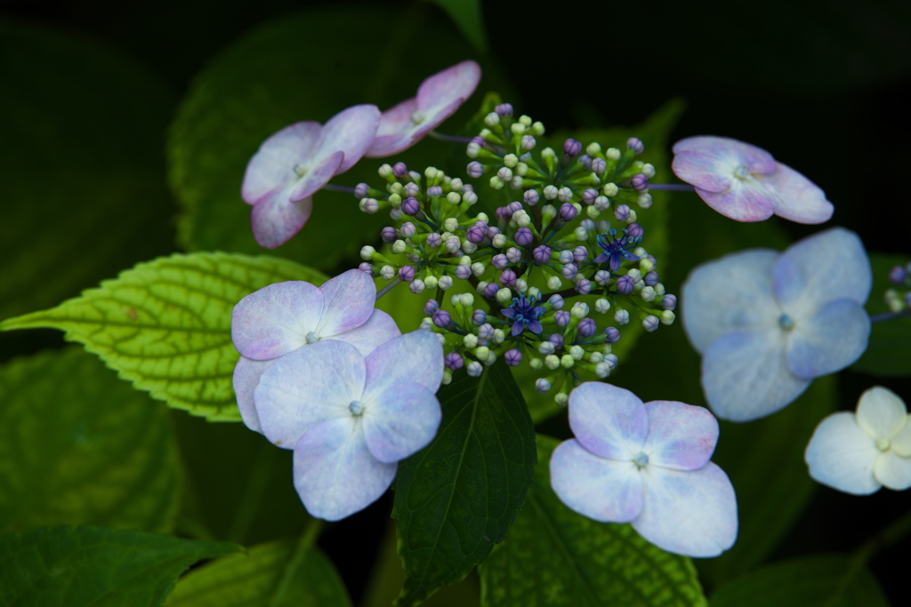 紫陽花・権現堂堤♪2