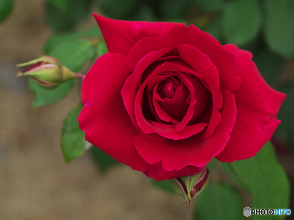 敷島公園の薔薇♪４