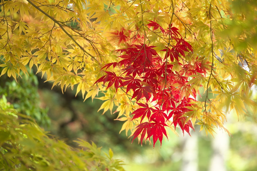 日光・紅葉の頃♪35