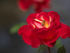 薔薇の微笑み－寒風に耐えて♪1