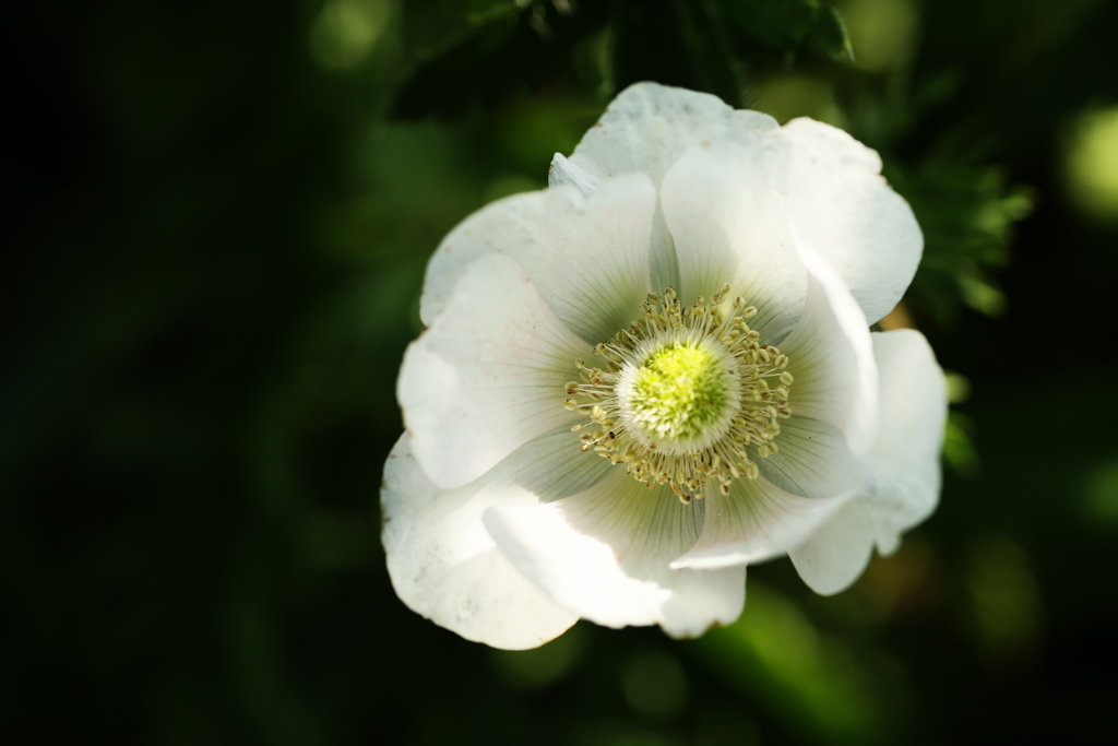 はないろ2019♪13