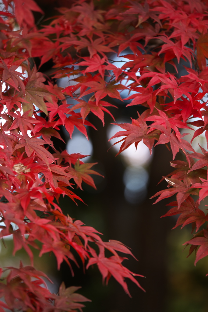 紅葉日光・田母沢御用邸記念公園♪4