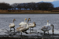 多々良沼の白鳥さん♪３
