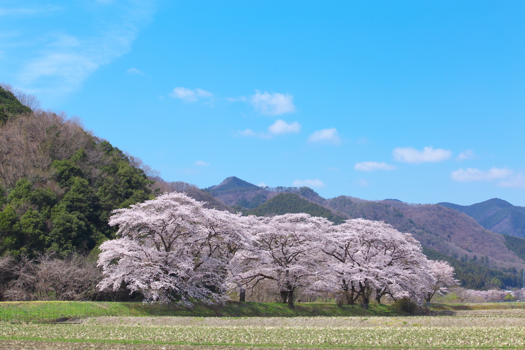 佐柄見の桜♪5