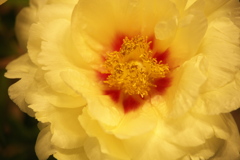 牡丹室内庭園♪3