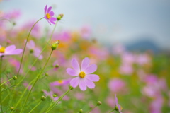 秋桜の頃♪３