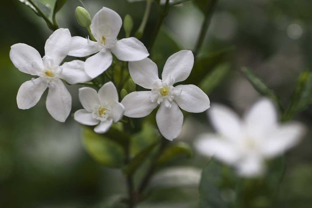 温室の花♪1