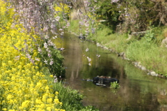 川岸のしだれ桜♪2