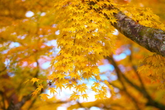 紅葉・古峯園♪6