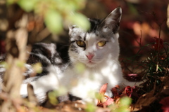 唐沢山の猫ちゃん♪１