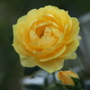 薔薇かおる頃♪2