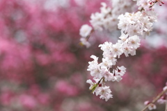 しだれ桜♪3