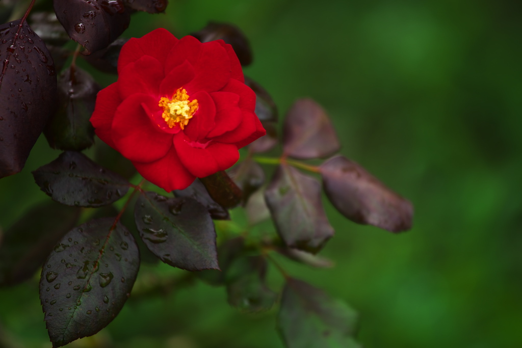 秋の薔薇♪19