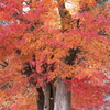 紅葉・富弘美術館♪5