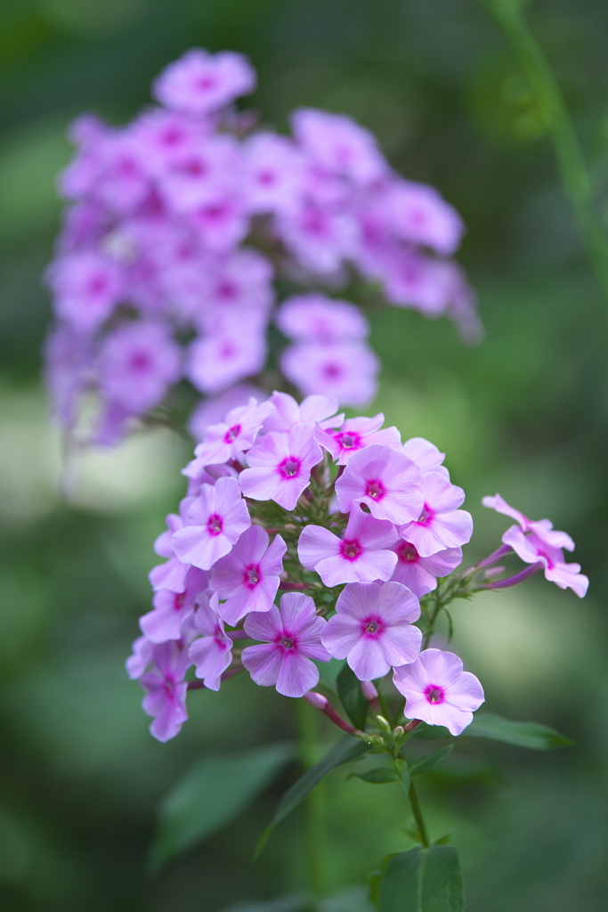 赤城自然園の夏Ⅱ♪4