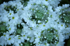 春を呼ぶ花たち♪4