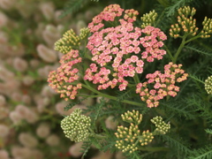 初夏のフラワーパーク♪9 初夏のフラワーパーク♪9