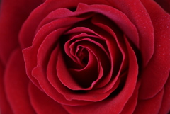 1月の薔薇♪４