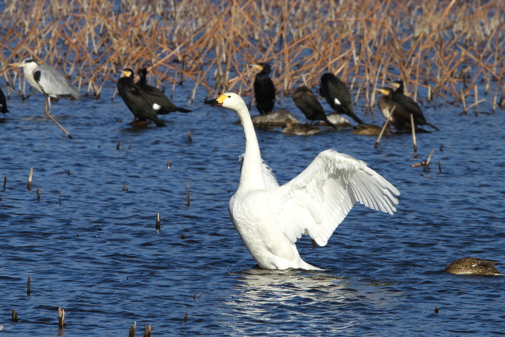 城沼の白鳥さん