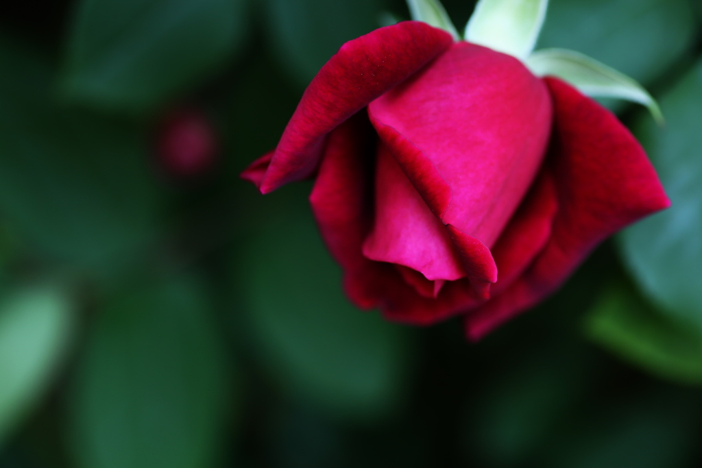 井頭公園の薔薇♪15