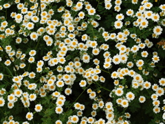 初夏のフラワーパーク♪6 初夏のフラワーパーク♪6