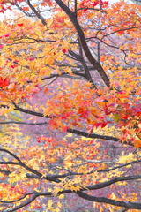 紅葉・日光♪3