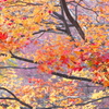 紅葉・日光♪3