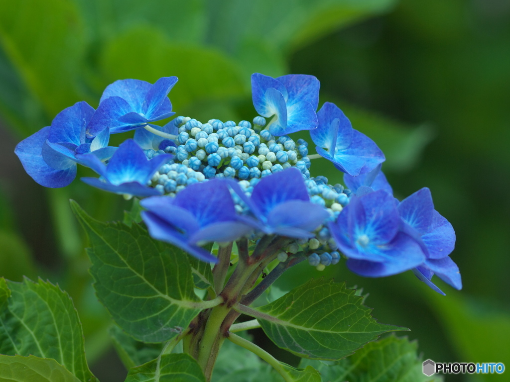 権現堂堤の紫陽花♪４