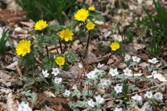 早春の星野の森♪3