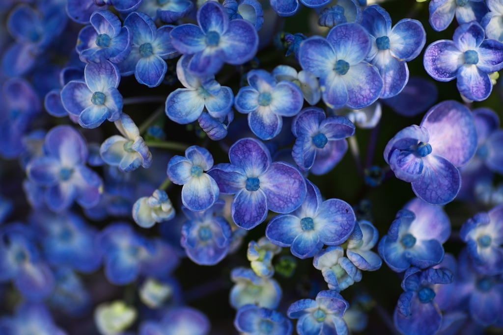 太平山の紫陽花♪6