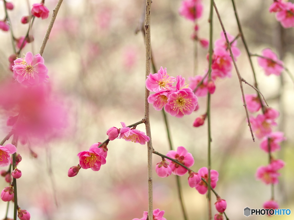 早春の万葉庭園♪3