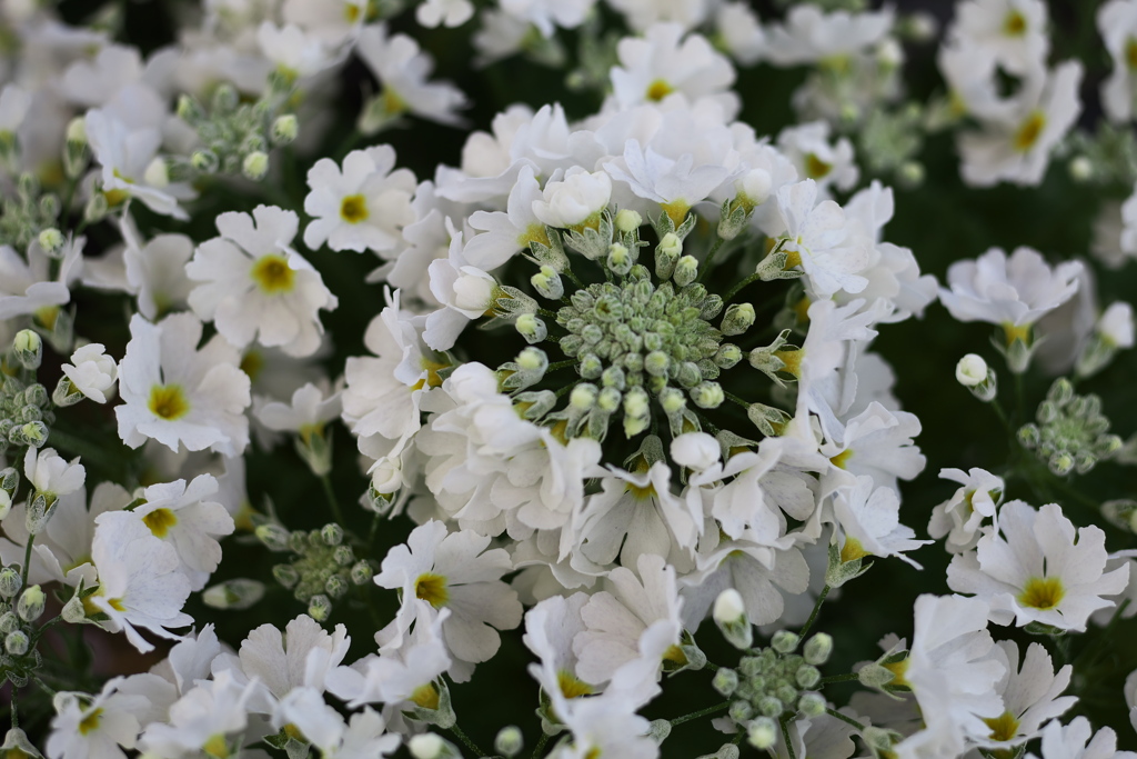 は～るよ来い♪8