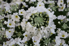 は～るよ来い♪8