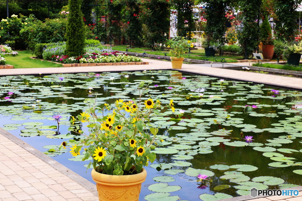 フラワーパークの夏♪８