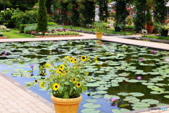 フラワーパークの夏♪８