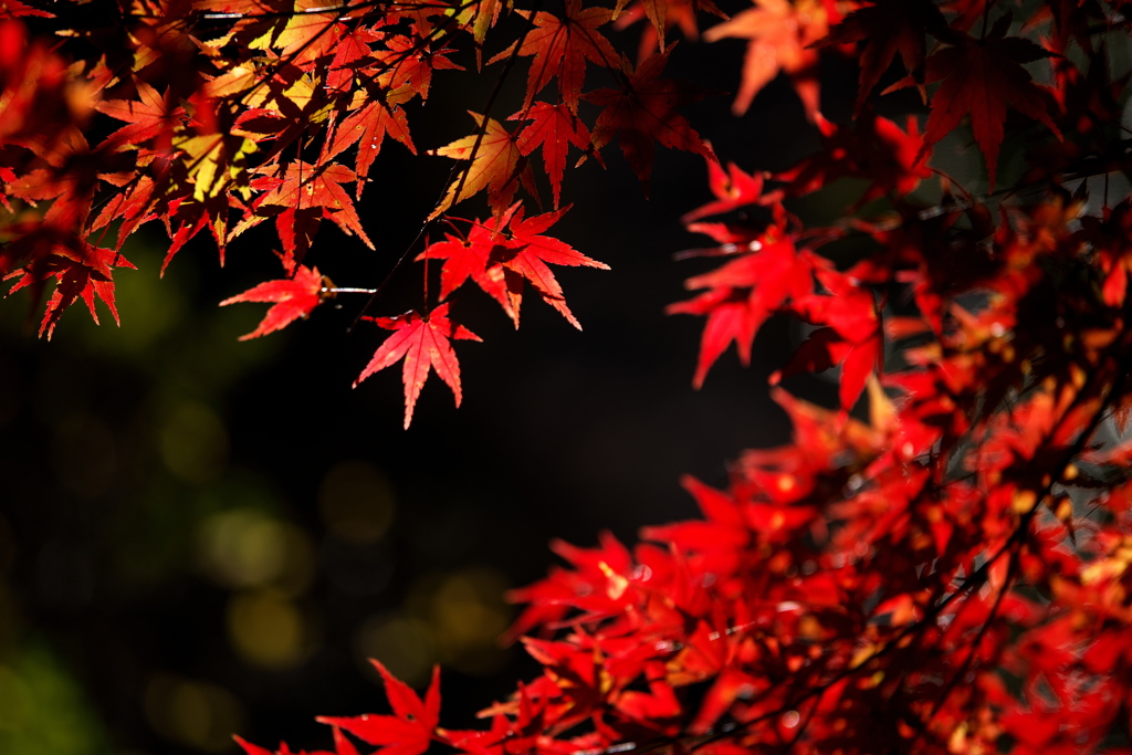 紅葉・富弘美術館周辺♪5