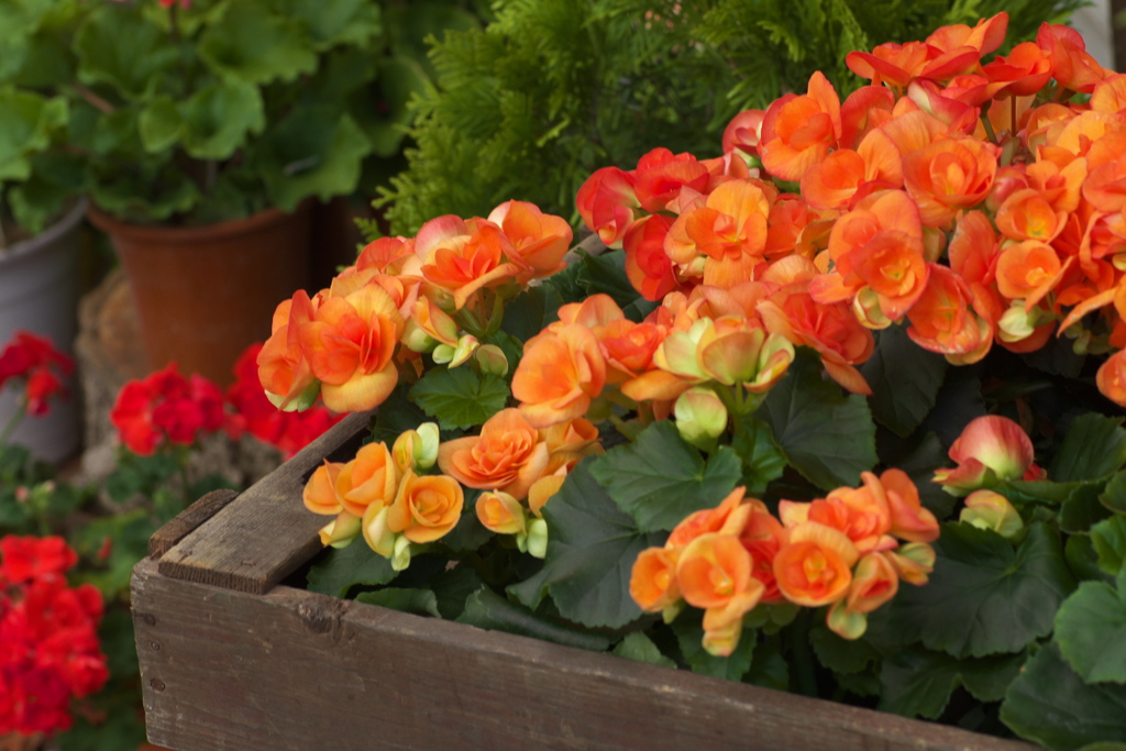 七色ガーデンⅡ♪