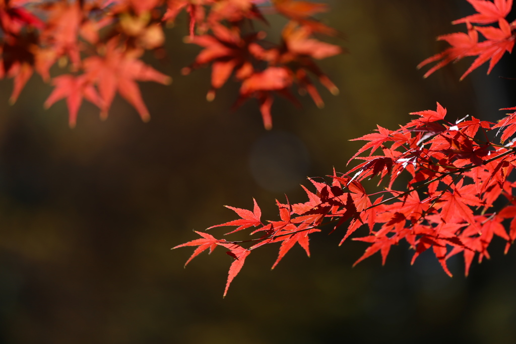 鑁阿寺の秋♪４