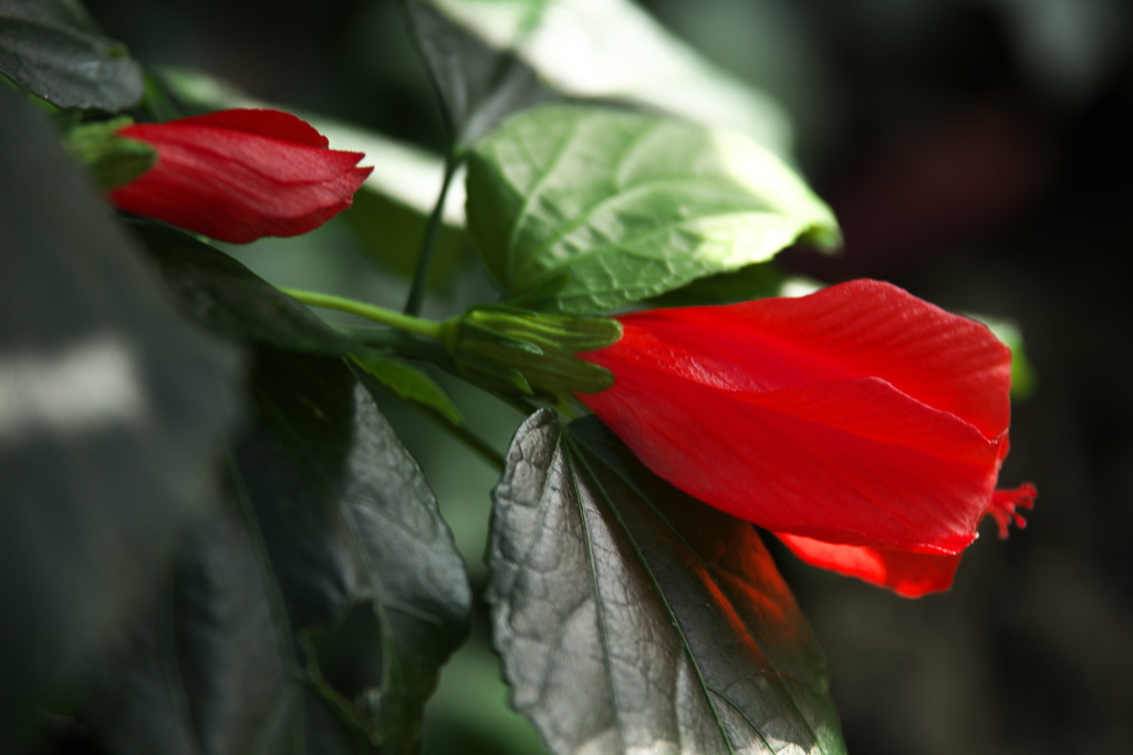 楽しい温室Ⅱ♪3