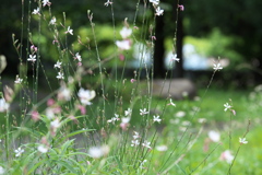公園の夏♪3