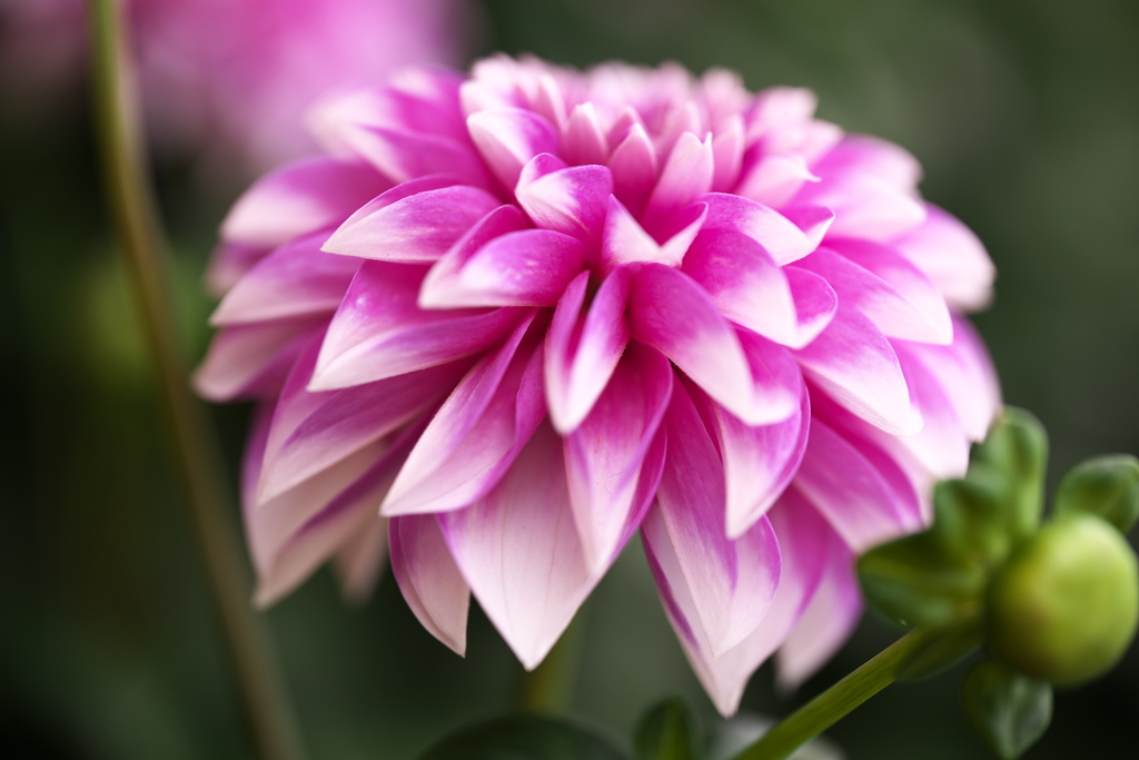 ダ・リ・ア ♪18