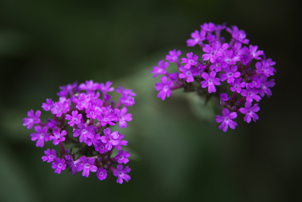 秋の花センター♪1